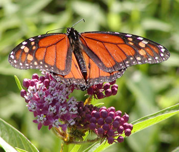 Monarch Butterfly